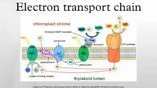 Electron transport chain