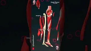 How Many Bones are in Your Leg?🦵🏻