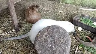 Самки бьют щенков нутрий или нет?