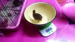 Вес перепелов в 20 дней. Посылка уже рядом.