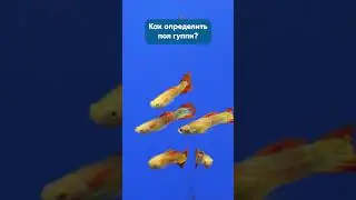 Гуппи: ответы на частые вопросы 