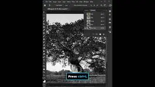 Remove Tree Background in Photoshop