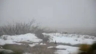 Тетерев-косач на току .avi