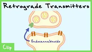 Retrograde Transmitter System Explained (Endocannabinoids & Nitric Oxide) | Clip