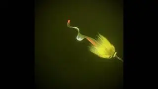 Rapala Soft Otus underwater action