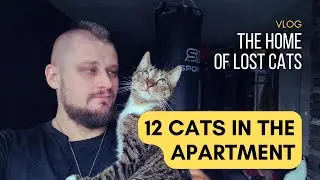 How it looks like to LIVE with 12 CATS in a SMALL APARTMENT