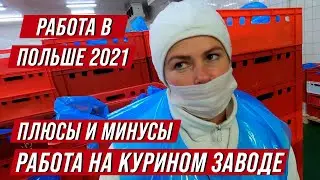 Работа в Польше 2021. Сколько можно заработать на курином заводе? Плюсы и минусы, жилье и зарплаты