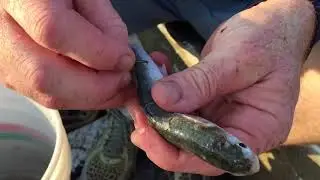 How to hook small mullet for bait when to go fishing