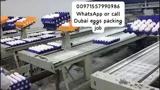 DUBAI EGG PACKING EMPLOYMENT VISA JOB AVAILABLE 00971557990986 WHATSAPP OR CALL