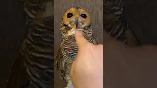 Bibib the Owl also has ears!!️🦉👂❤️