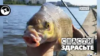Сколько червей нужно для больших лещей | Снасти, здрасьте!