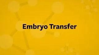 In Vitro Fertilization Embryo Transfer