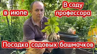 Посадка садовых башмачков в июле. В саду профессора