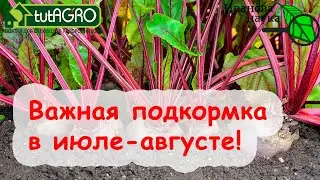 ЛУЧШАЯ ПРОФЕССИОНАЛЬНАЯ ПОДКОРМКА СВЁКЛЫ и МОРКОВИ ДЛЯ СЛАДОСТИ и ХРАНЕНИЯ, ПОЛЬЗЫ и УРОЖАЯ.