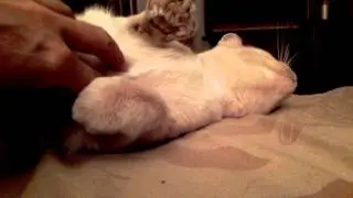 Нежныя пятки