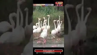 Flamingo funny video /birds ounds/birds tiktok