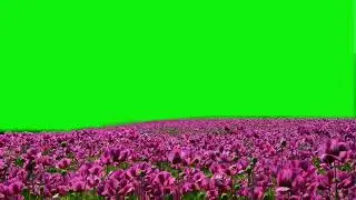 seeing flowers / pink flowers green screen / nature flowers effects green screen