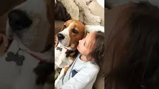 Самый лучший бигль 🤎 