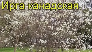 Ирга канадская. Краткий обзор, описание характеристик, где купить саженцы, крупномеры