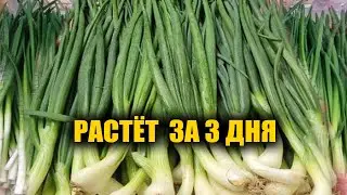 Бешеный Рост ЗЕЛЁНОГО ЛУКА за 3 ДНЯ!