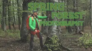 Spring Forest Photography Tips - Landscape Photography