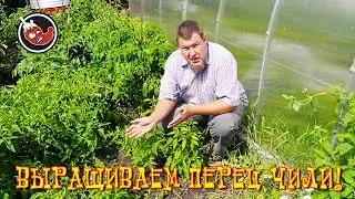 Перец чили в теплице, начало июля.