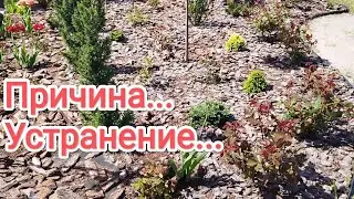 Слепые побеги у розы