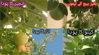 گھر میں لگے ہوئے پودوں کی معلومات | بغیر بیج والے لیموں کا پودا، امرود انار کینو اور انجیر کا پودا