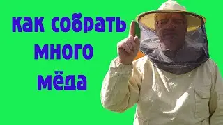 How to collect a lot of honey by the end of the season. Methods and technology.