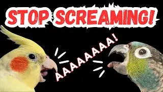 HOW TO STOP YOUR BIRD SCREAMING - reasons why parrots scream | BirdNerdSophie