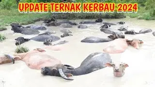 UPDATE TERNAK KERBAU LIAR 2024