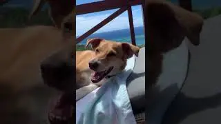 Sunday Funday #dog