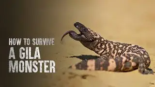 How to Survive a Gila Monster