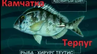 Диалоги о рыбалке  -  113- Камчатка, Тихий океан, Терпуг.