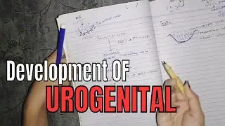 Development of urogenital 