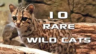 10 Rare Wild Cats Youve Never Heard Of: Creature Countdown - FreeSchool