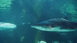 Shark l Free Stock Footage | No Copyright Videos | No Copyright Footage | #creativecommon