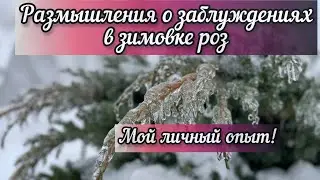 Ледяной дождь в Нижегородской обл. Размышляю о заблуждениях в зимовке роз.