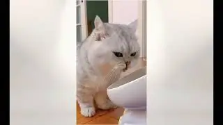 Cute Cat Compilation 🐈| Beautiful Cat| Humpty Hobbies
