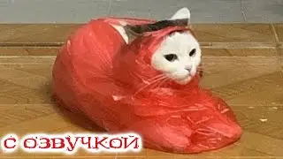 Приколы с котами! С ОЗВУЧКОЙ! Самые смешные животные - СМЕШНЫЕ КОШКИ И СОБАКИ 2023! Я РЖАЛ ДО СЛЕЗ!