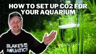 How to Set Up a Pressurised CO2 System - What You Need to Set Up CO2 in your Aquarium Today