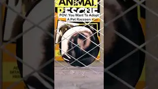 POV: You Want To Adopt A Pet Raccoon