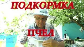 Подкормка пчел сиропом медовой сытой.