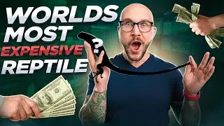 I Bought The Worlds Most Expensive Reptile and YOU CAN TOO! Here's How!