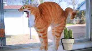 Funniest Animals - Best Of The 2022 Funny Animal Videos #8