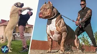 10 Most Powerful Dog Breeds in The World
