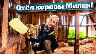 Отёл коровы Милки и ВАЖНОЕ объявление! | Молодая Ферма