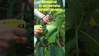 ЗА КОПЕЙКИ ОБРАБОТАЛА ОГУРЦЫ,ТОМАТЫ ОТ ГРИБКОВЫХ ЗАБОЛЕВАНИЙ!