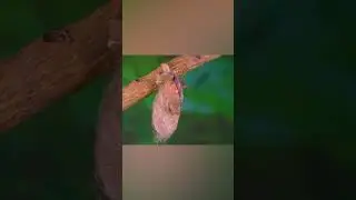 life cycle of moth #Chineseoaksilkmoth part2