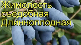 Жимолость съедобная Длинноплодная. Краткий обзор, описание характеристик, где купить саженцы